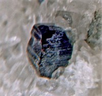 /album/galerie-photos/pourtalet-espagnol-anatase-6252-m1od-jpg/